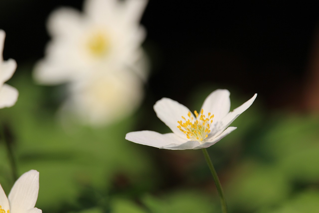 wood anemone  forest flower  white free photo