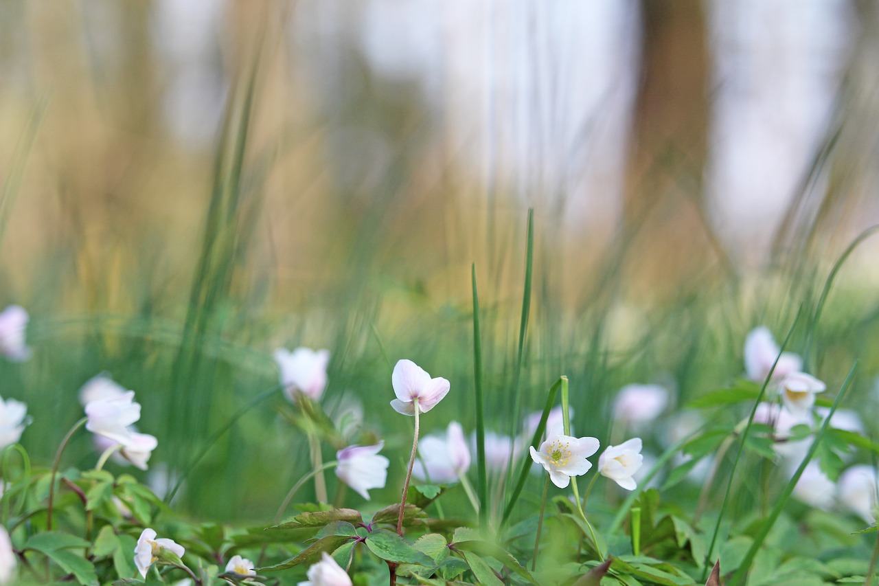 wood anemone  forest flower  white free photo