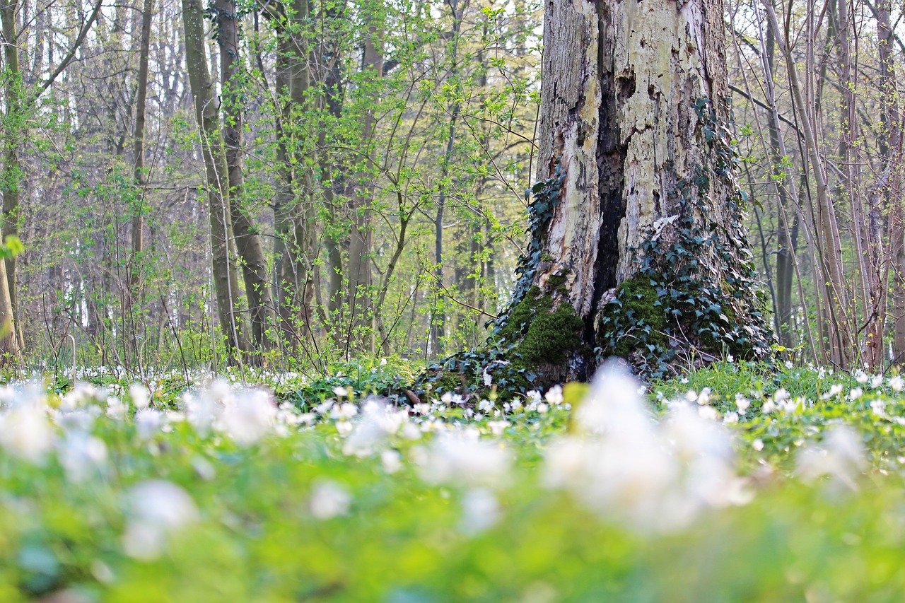 wood anemone  forest flower  white free photo