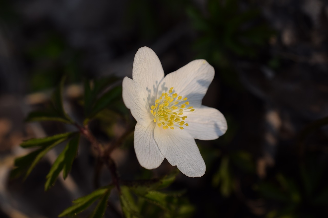 wood anemone  flower  nature free photo