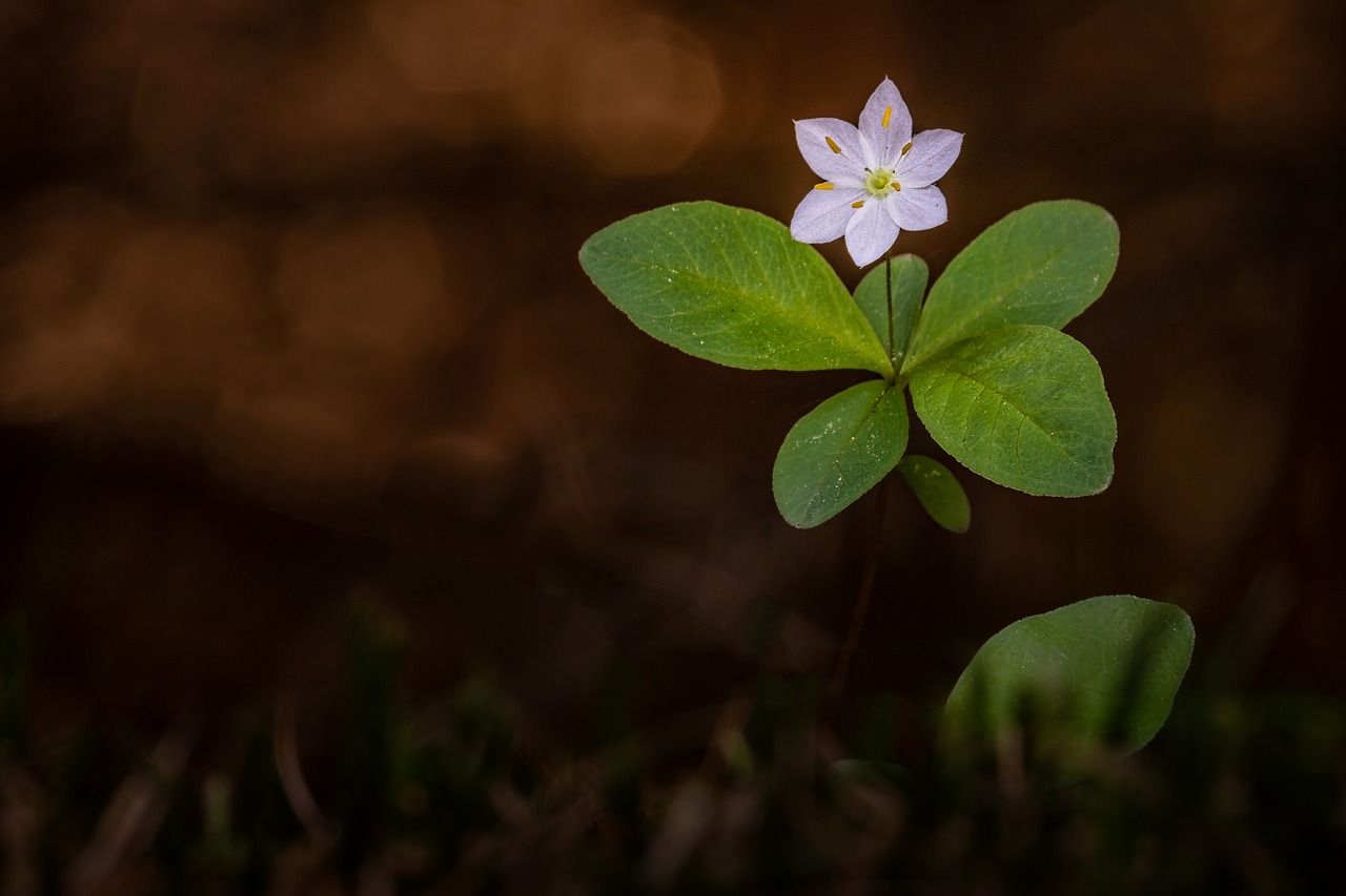 wood anemone  plant  blossom free photo