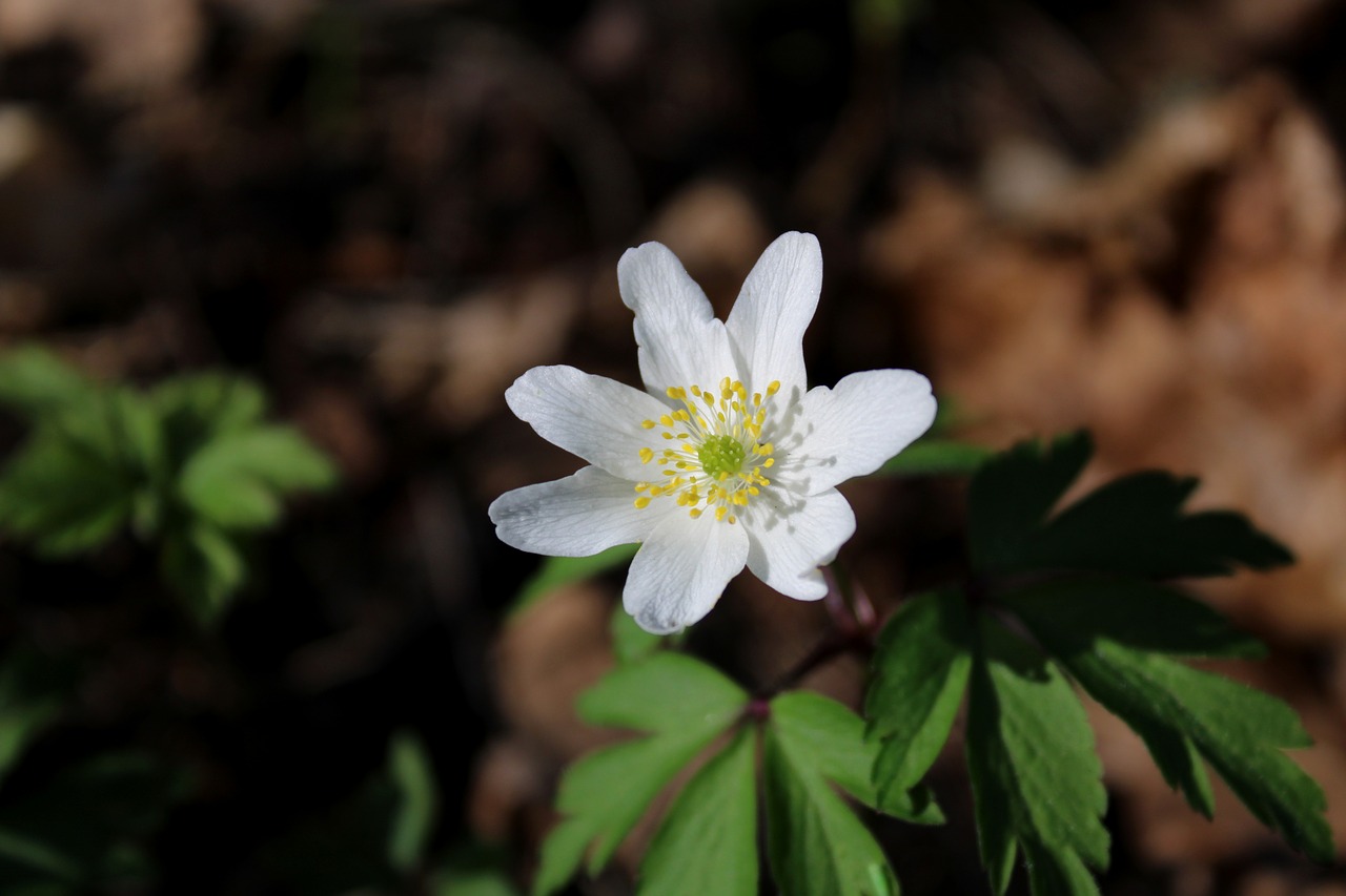 wood anemone  flower  spring free photo