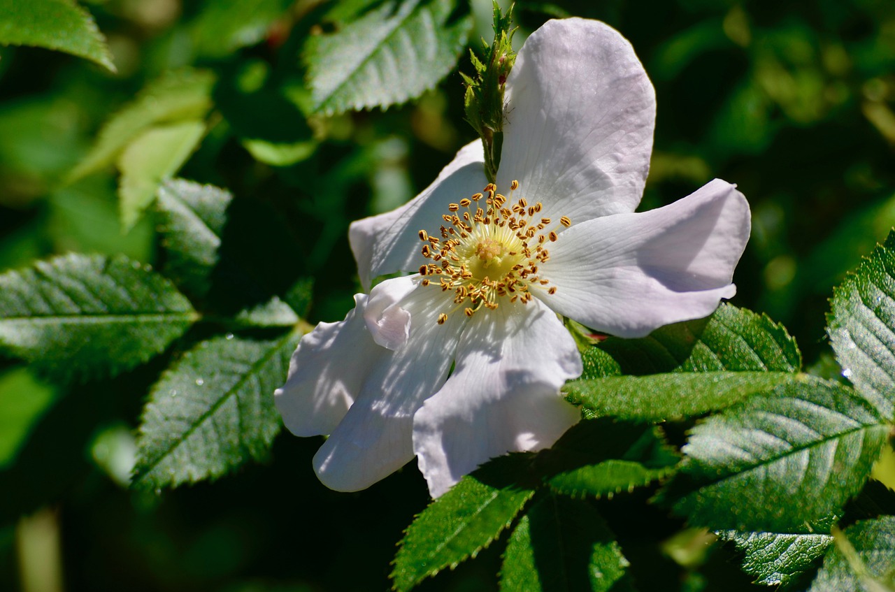 wood anemone  garden  flower free photo