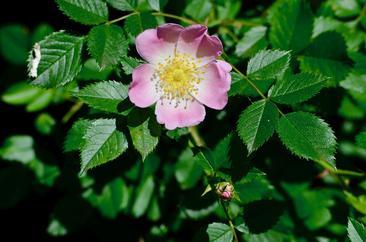 wood anemone  garden  flower free photo