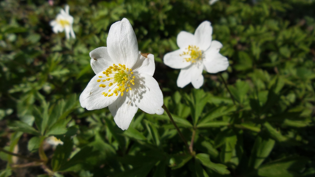 wood anemone blossom bloom free photo