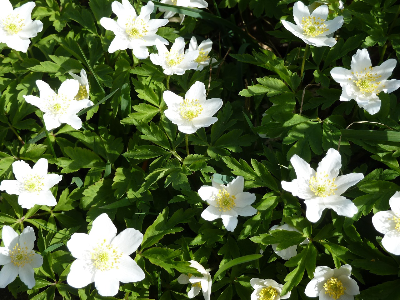 wood anemone white flower free photo