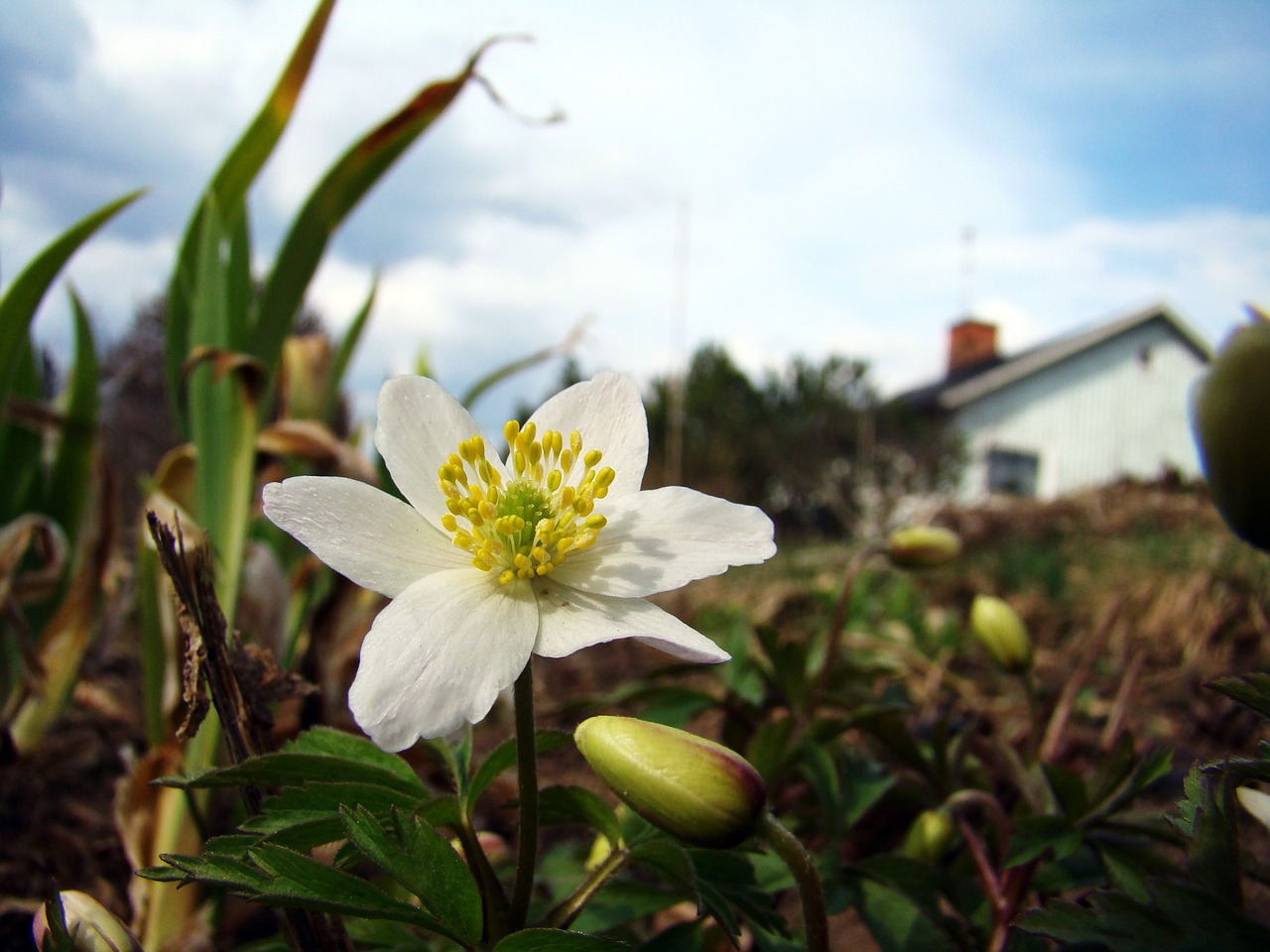 wood anemone flower early summer free photo