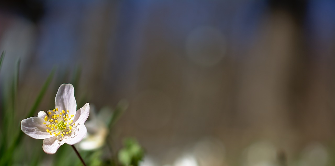 wood anemone flower spring flower free photo