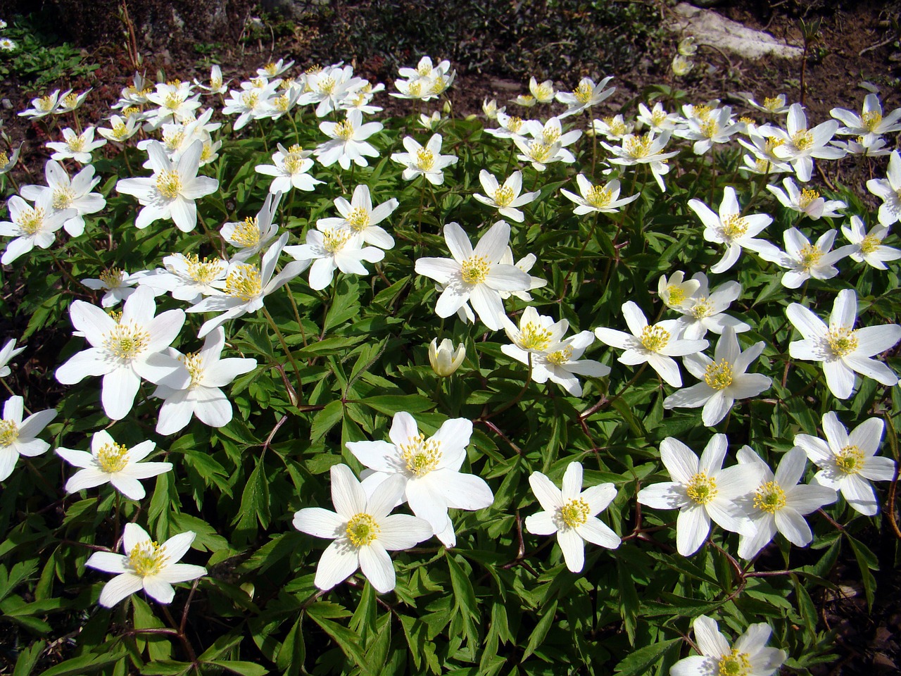 wood anemone anemones flower free photo