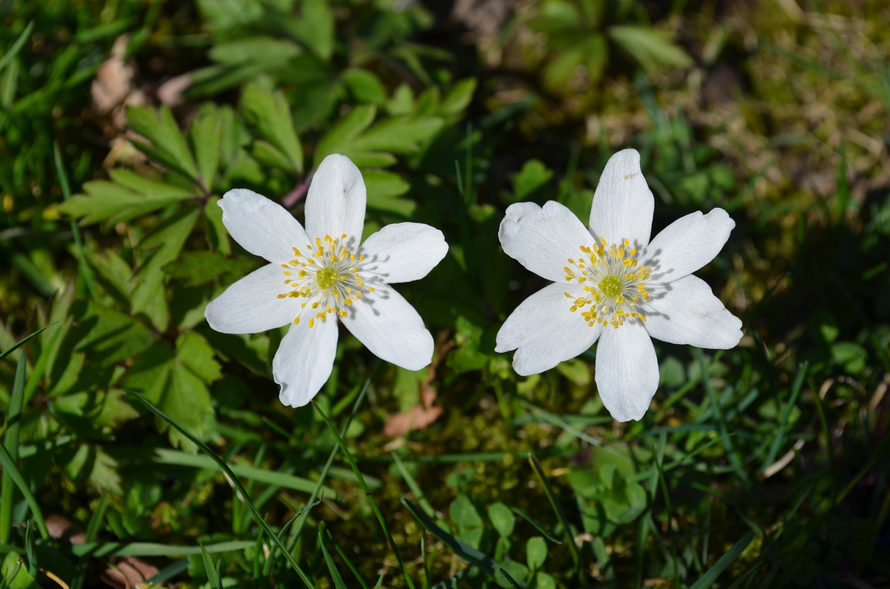 wood anemone anemones two daffodils around free photo