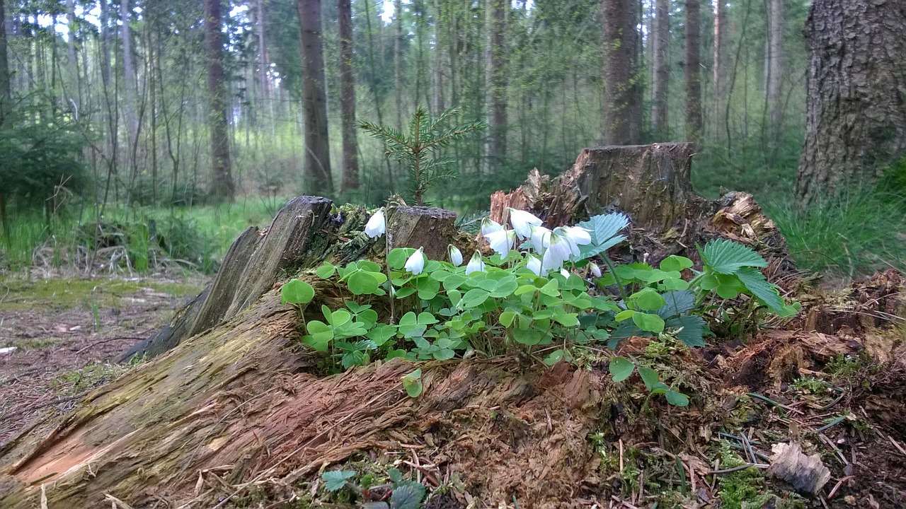 wood anemone flower root free photo