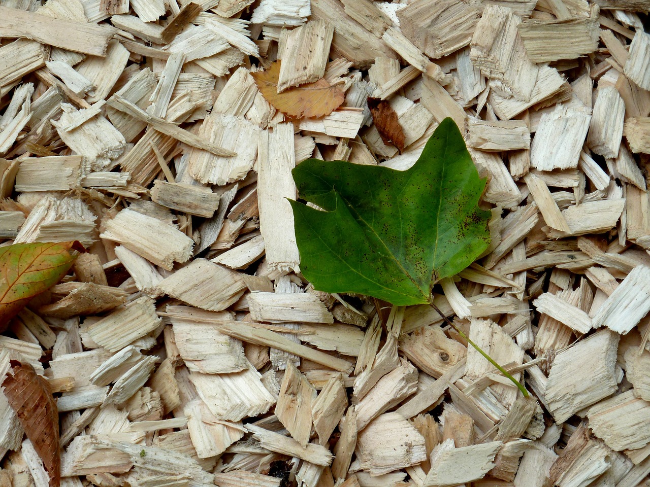 wood chips leaf autumn free photo