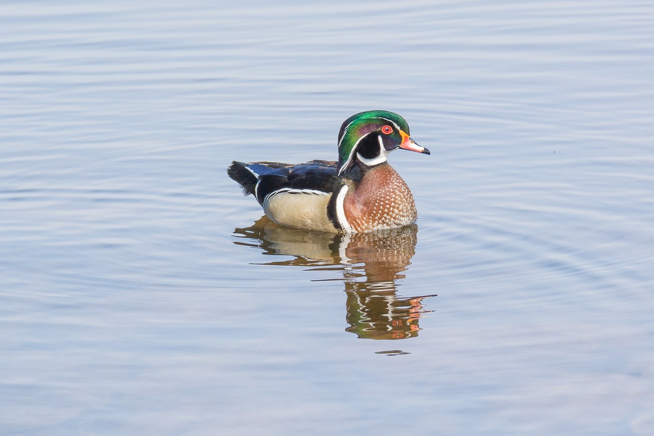 wood duck duck wildlife free photo