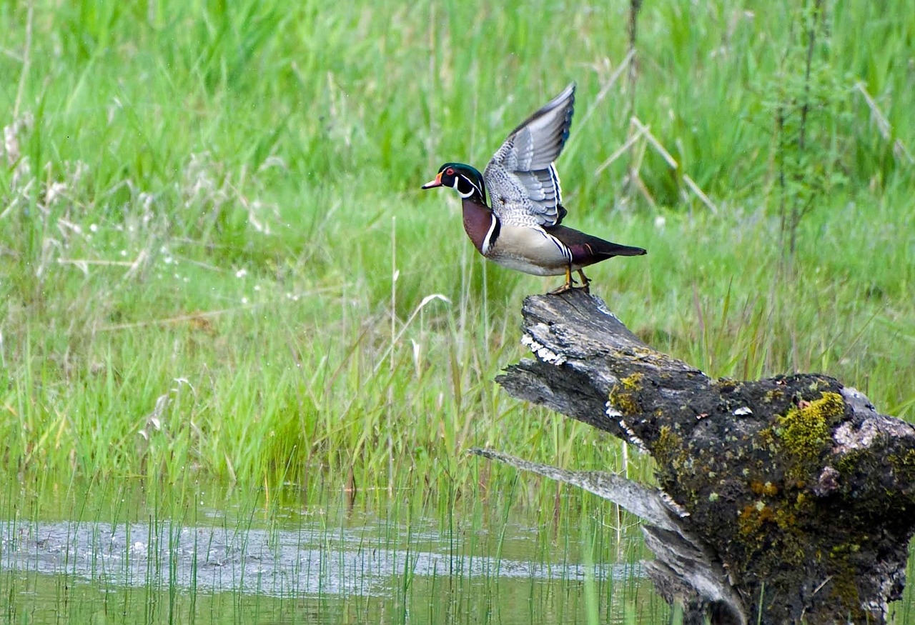 wood duck taking flight waterfowl free photo