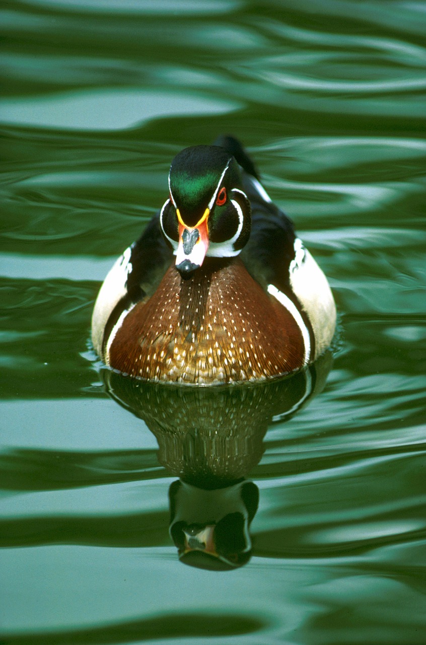 wood duck waterfowl bird free photo