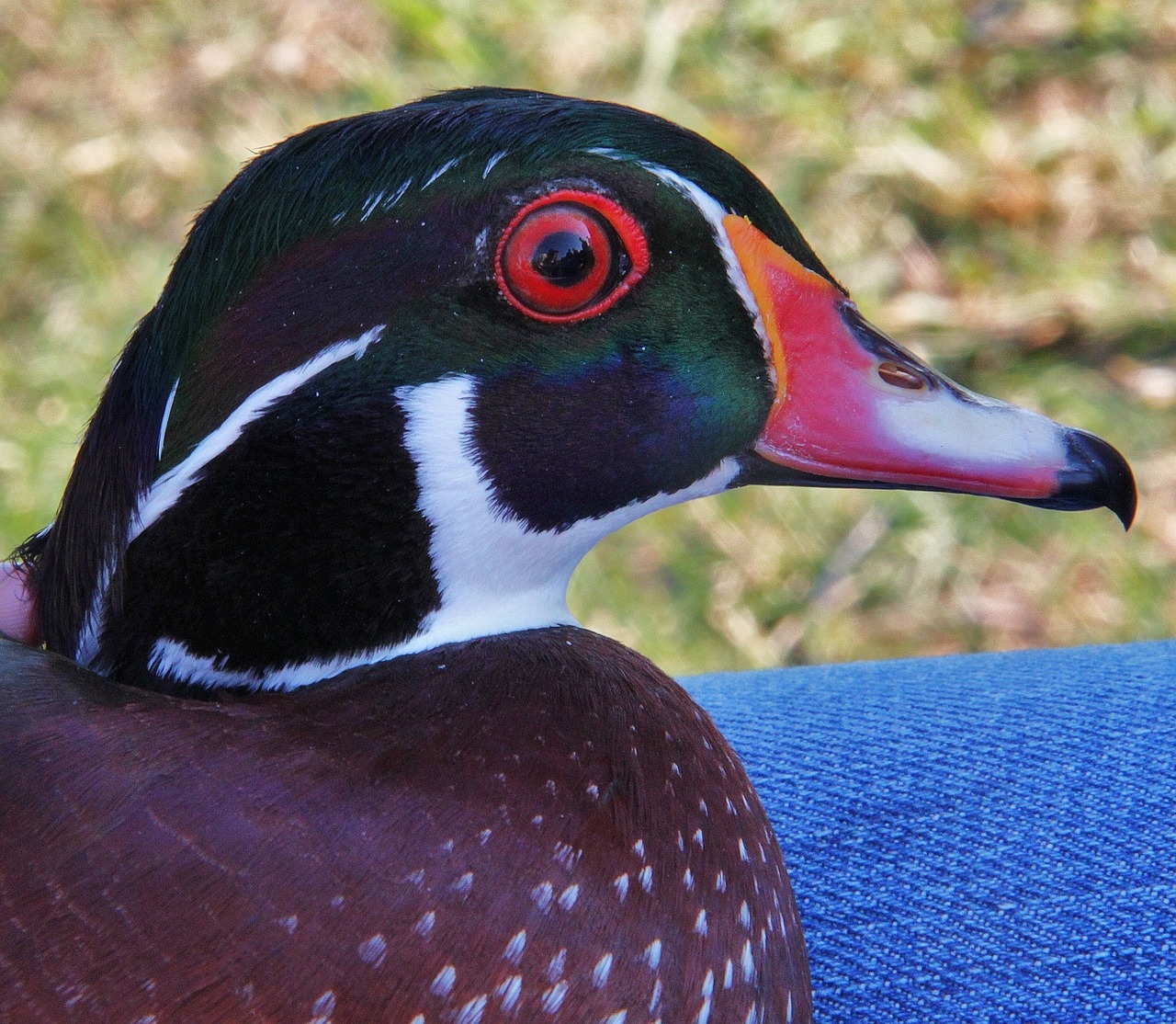 wood duck bird profile free photo