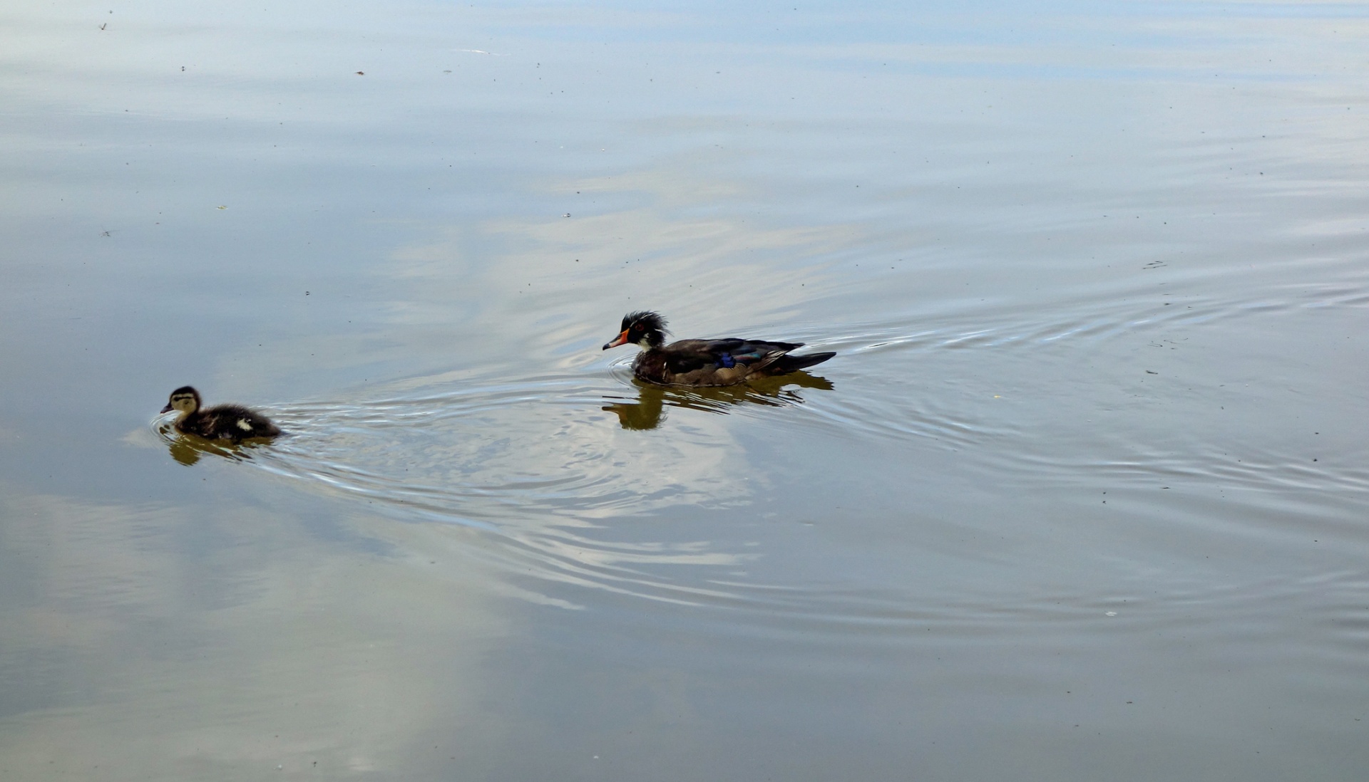 wood duck duckling nature free photo