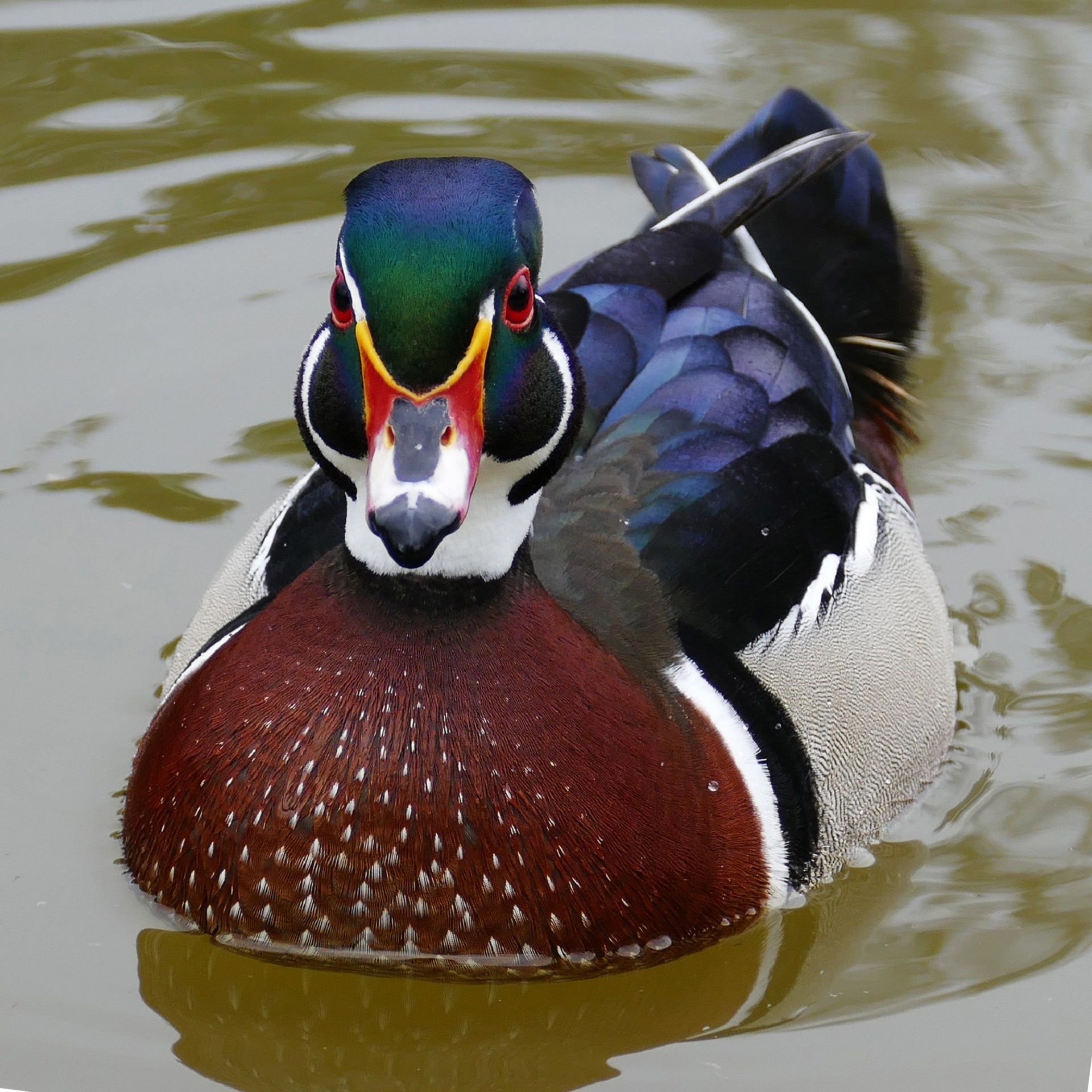 duck wood portrait free photo