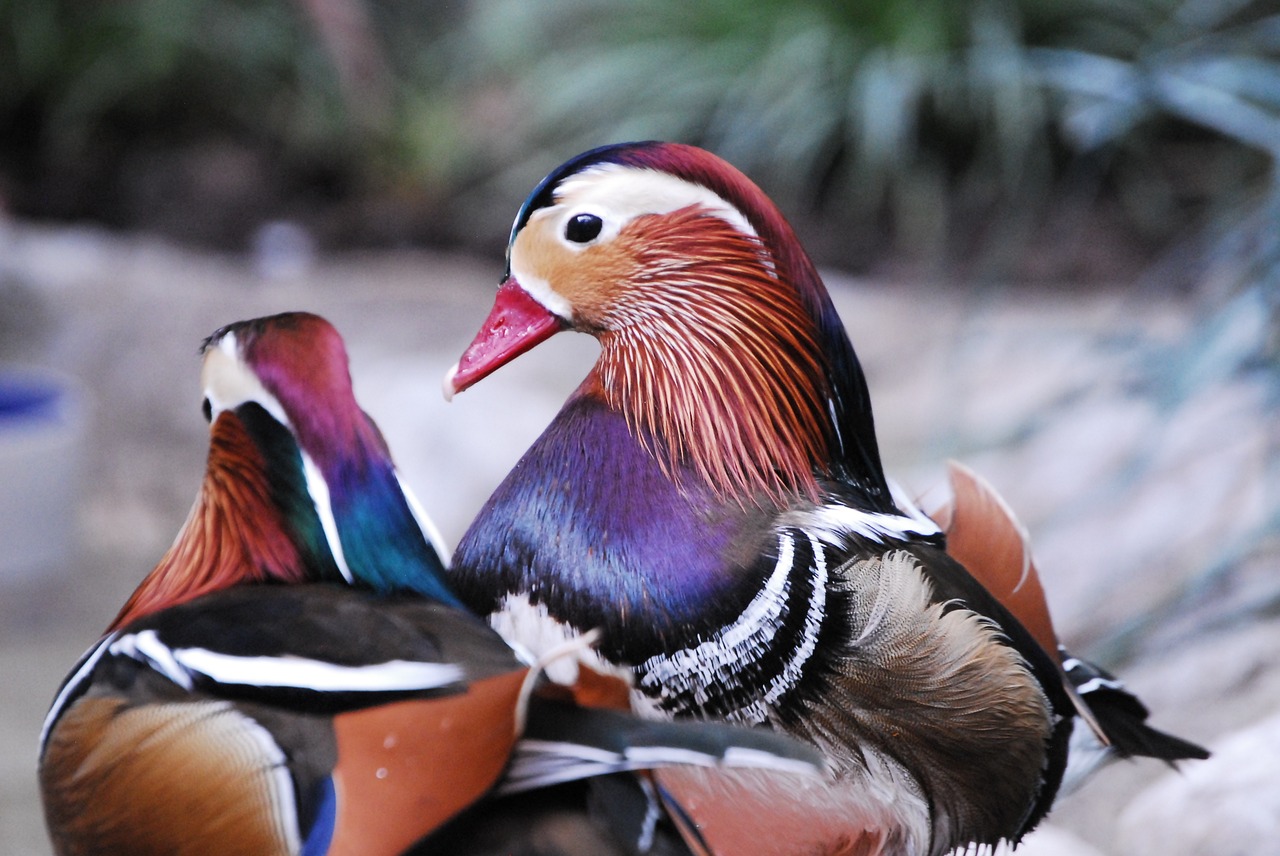 wood ducks birds zoo free photo