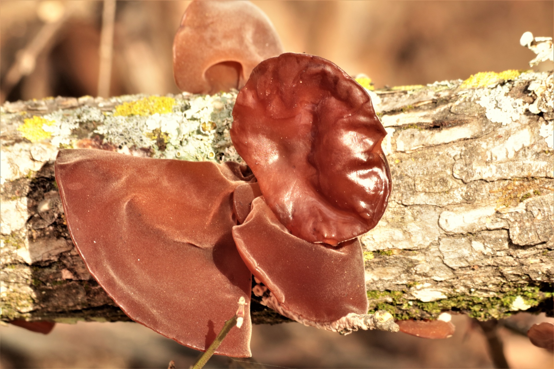 Свиные ушки грибы