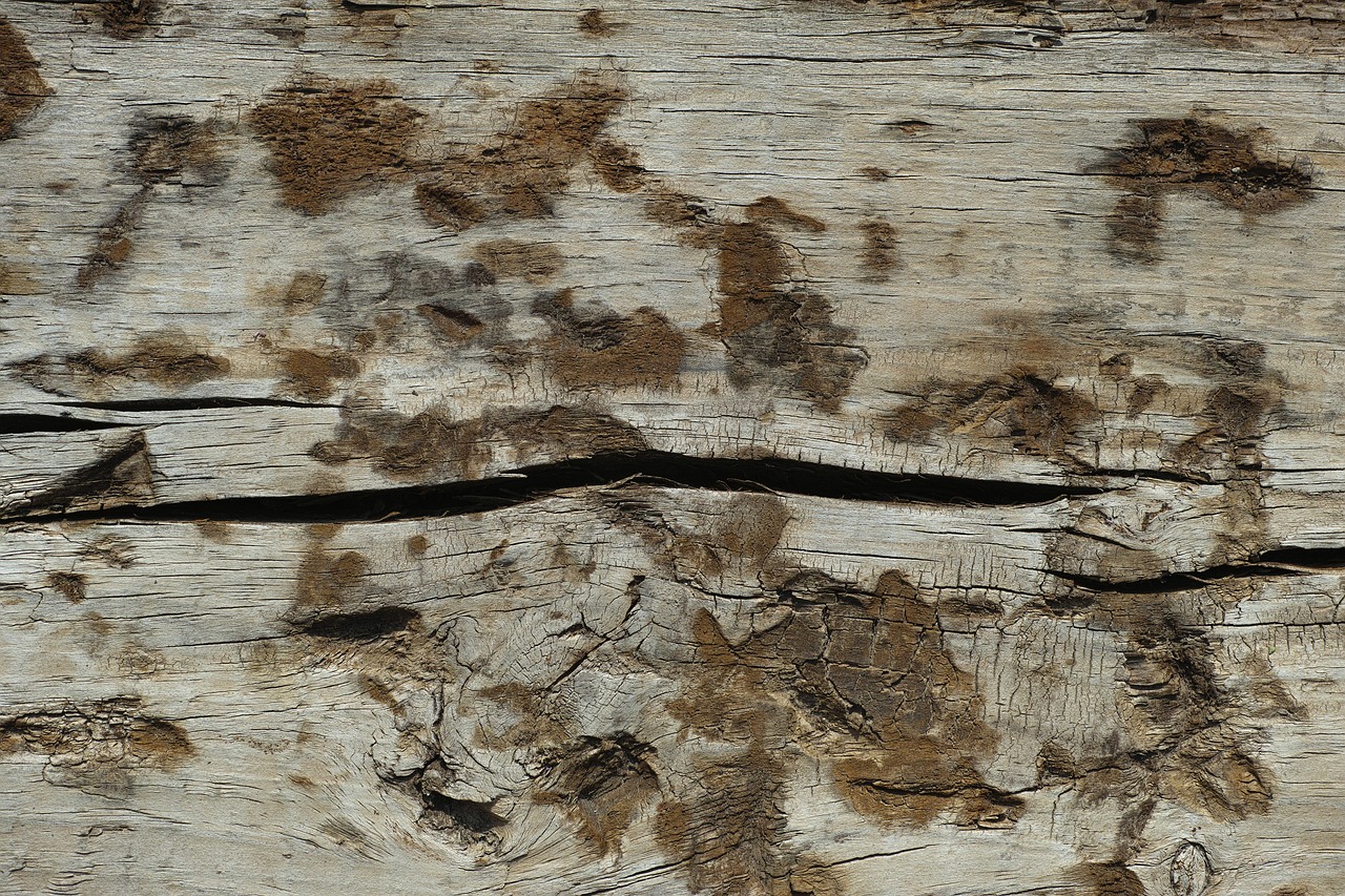 wood-fibre boards texture nature free photo