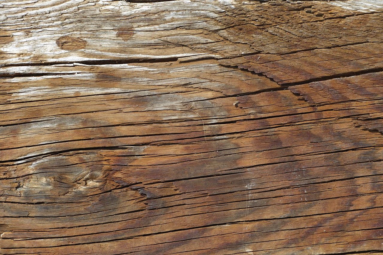 wood-fibre boards tree ground free photo