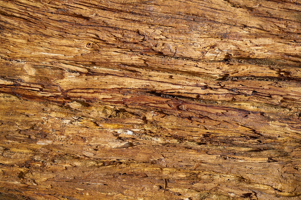 wood-fibre boards  tree  yellow free photo