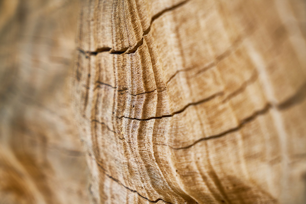 wood-fibre boards  texture  wood free photo