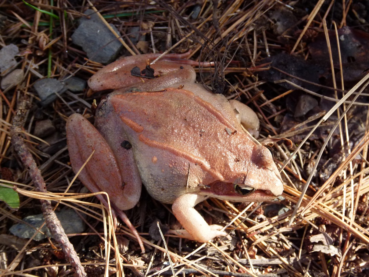 wood frog pink amphibian free photo