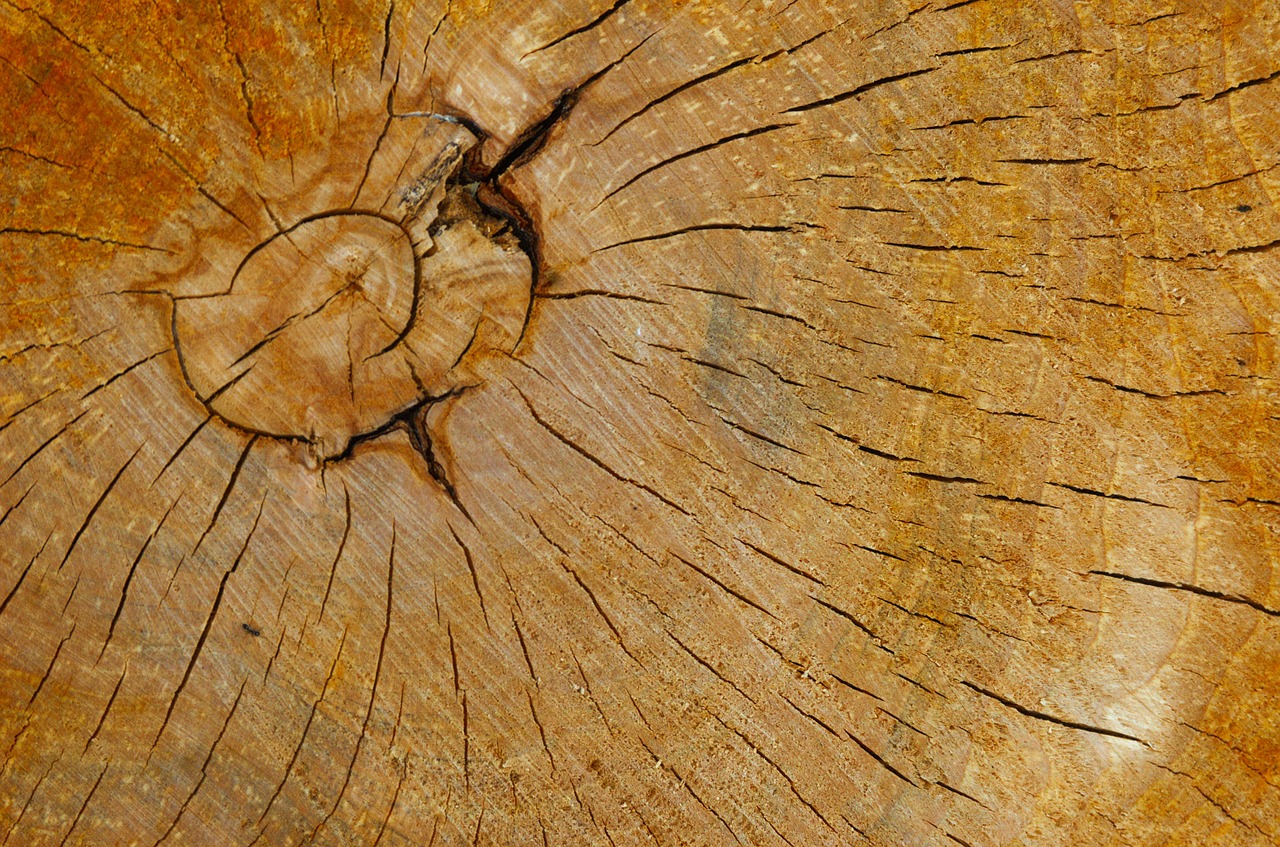 wood grain wood texture free photo