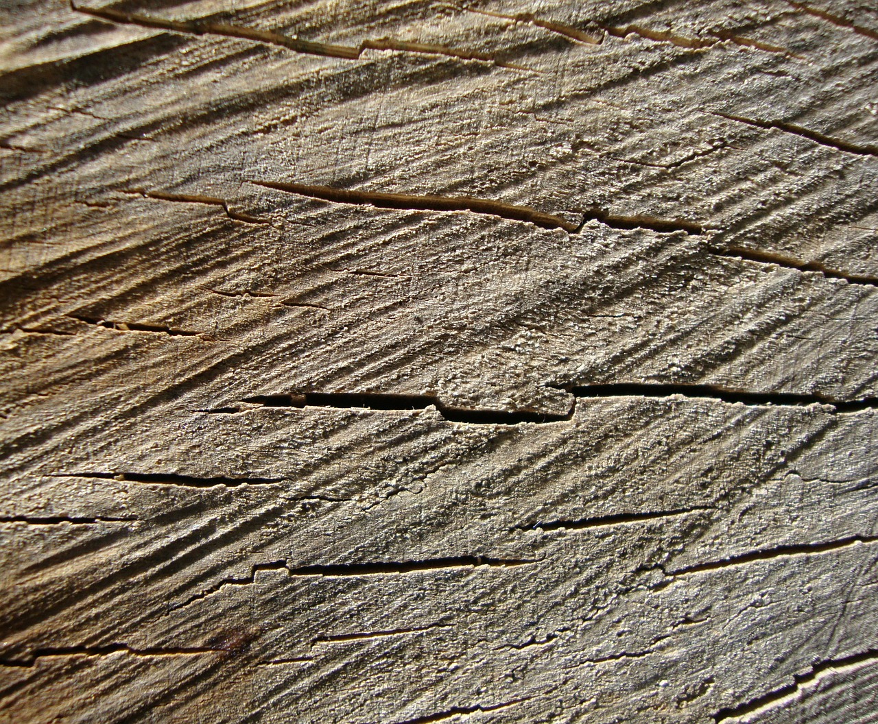 wood grain tree stump tree rings free photo