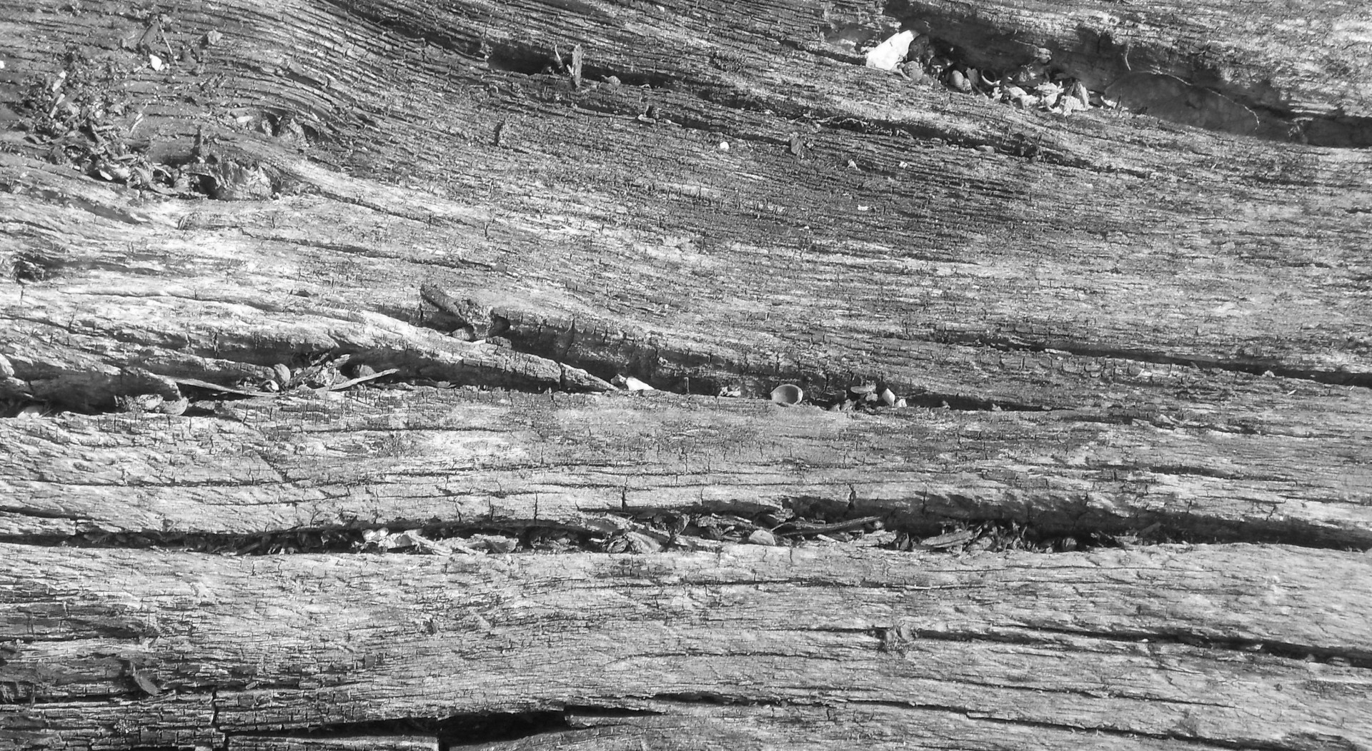 wood grain texture b&w free photo