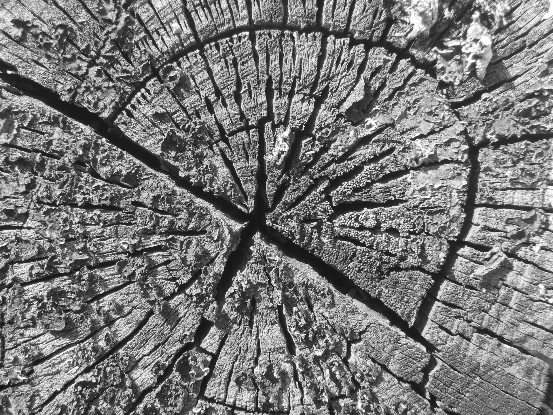 wood grain texture b&w free photo