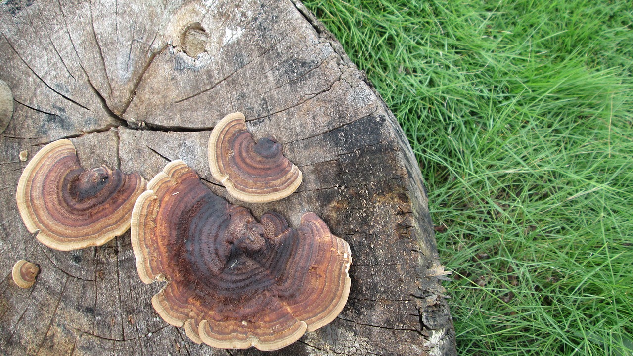 wood head mushroom plant free photo