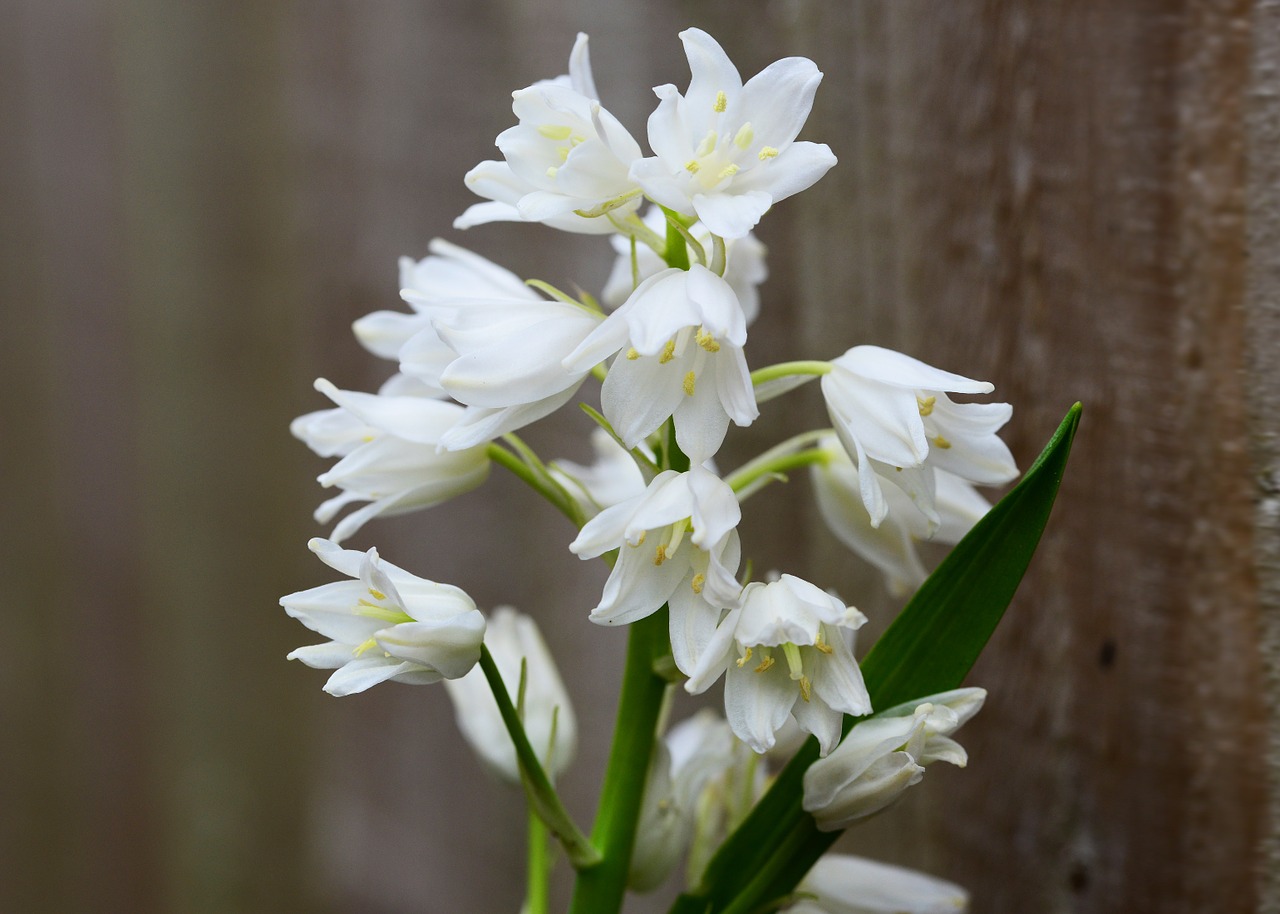 wood hyacinth white bell flower free photo