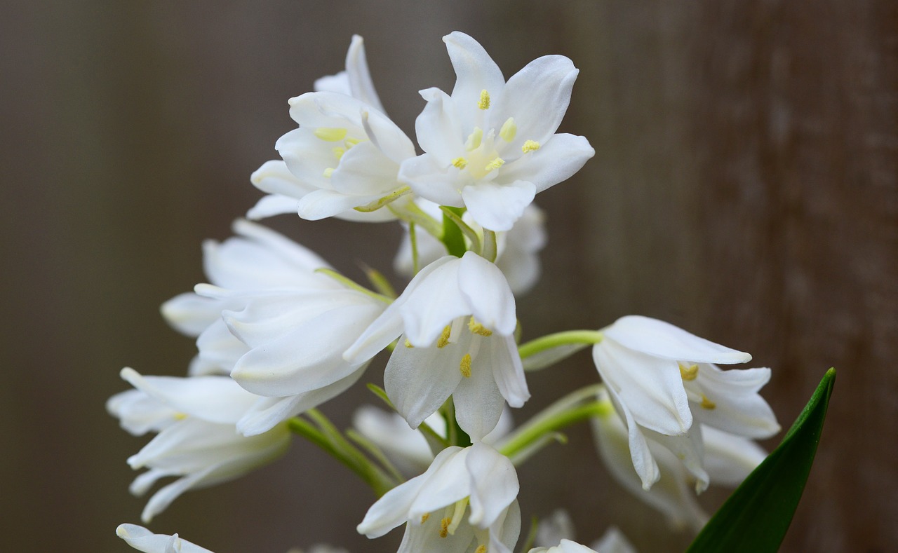wood hyacinth white bell flower free photo