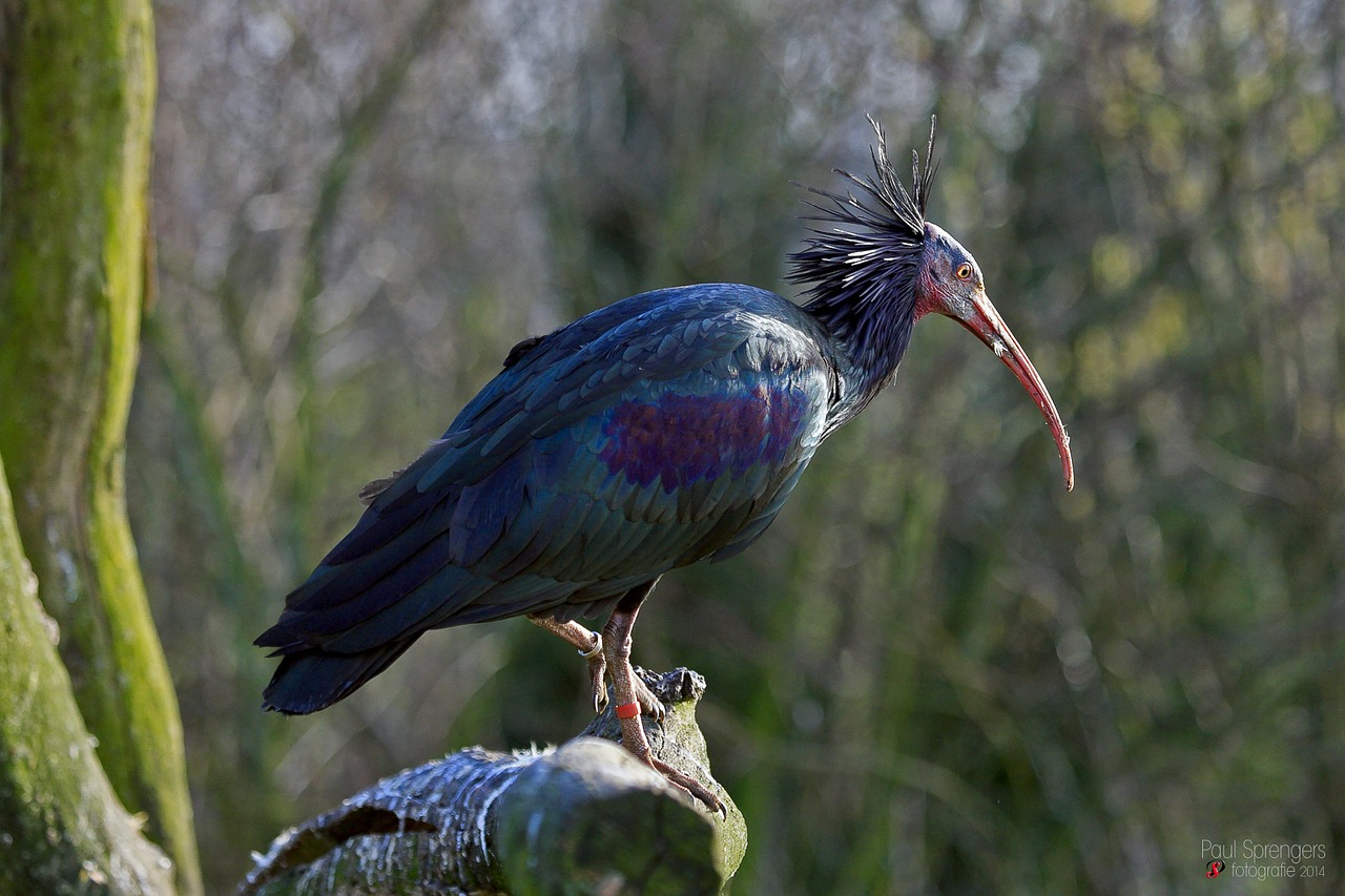 wood ibis ibis animal garden free photo