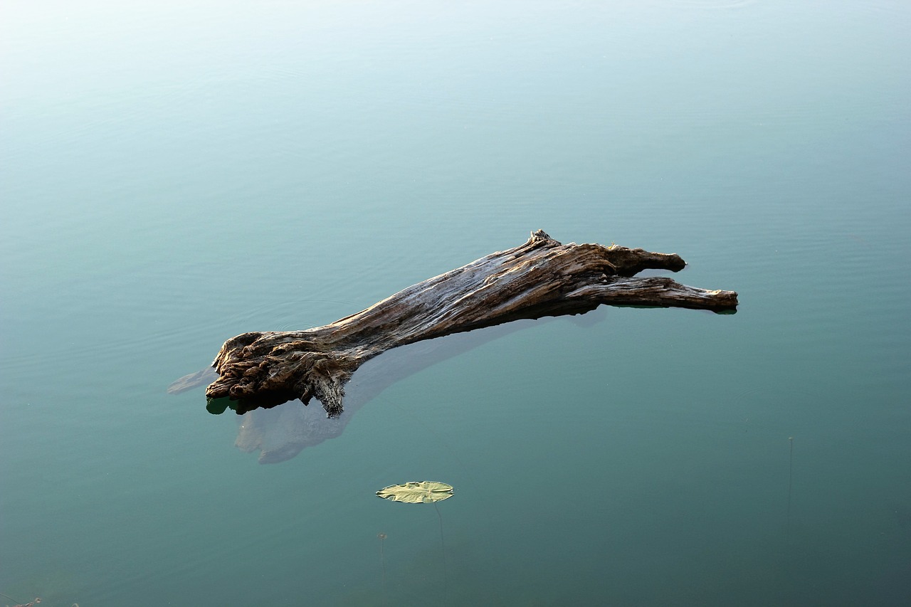 wood in water heavy lake free photo