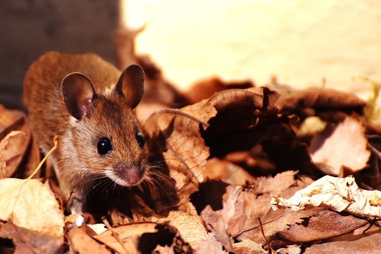 wood mouse nager cute free photo