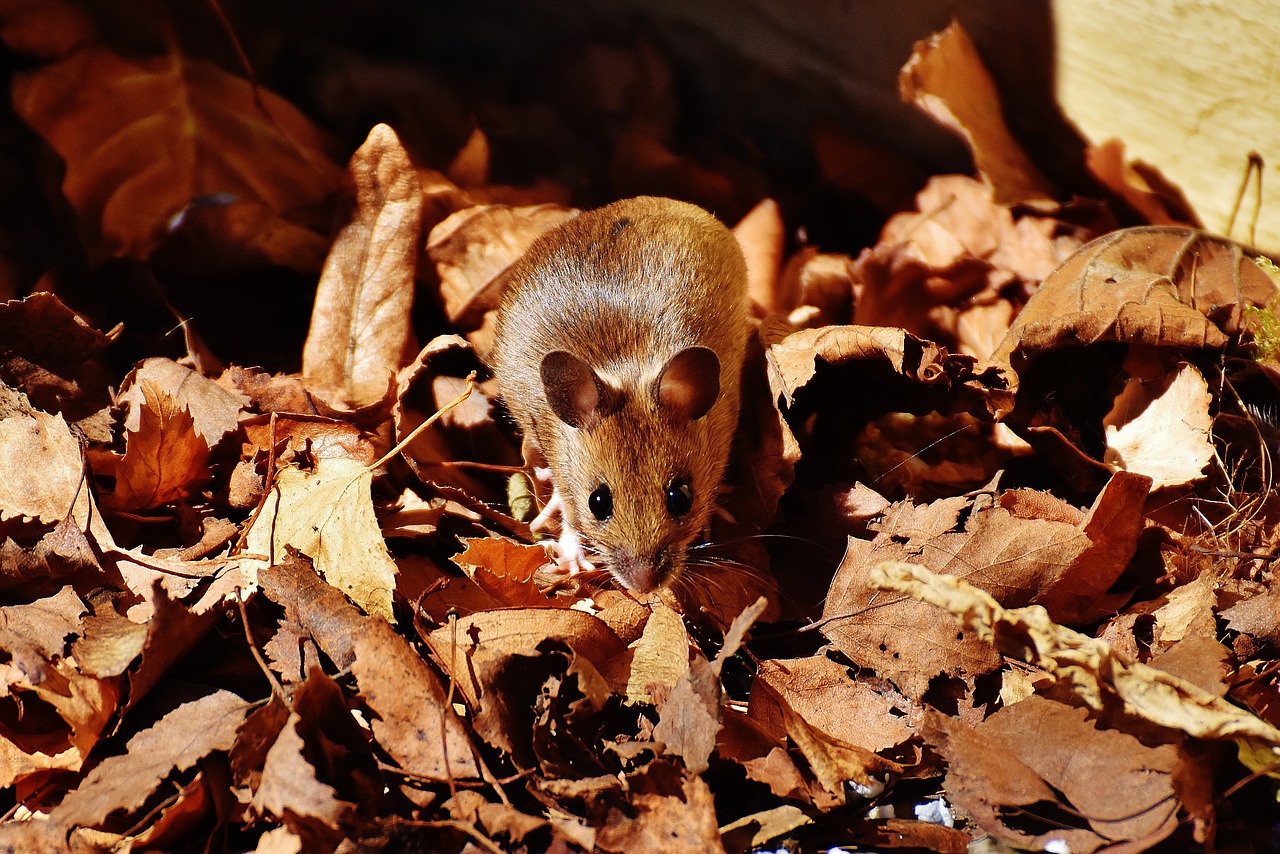 wood mouse nager cute free photo