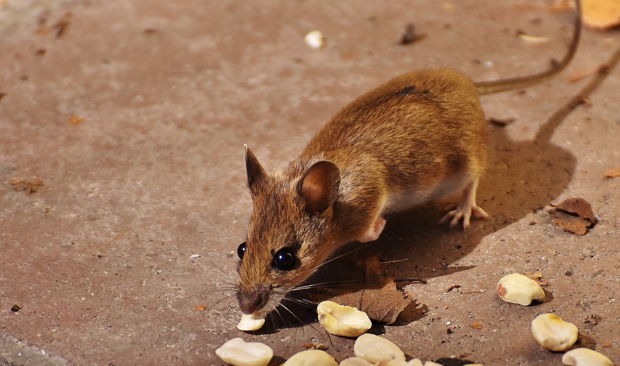 wood mouse nager cute free photo