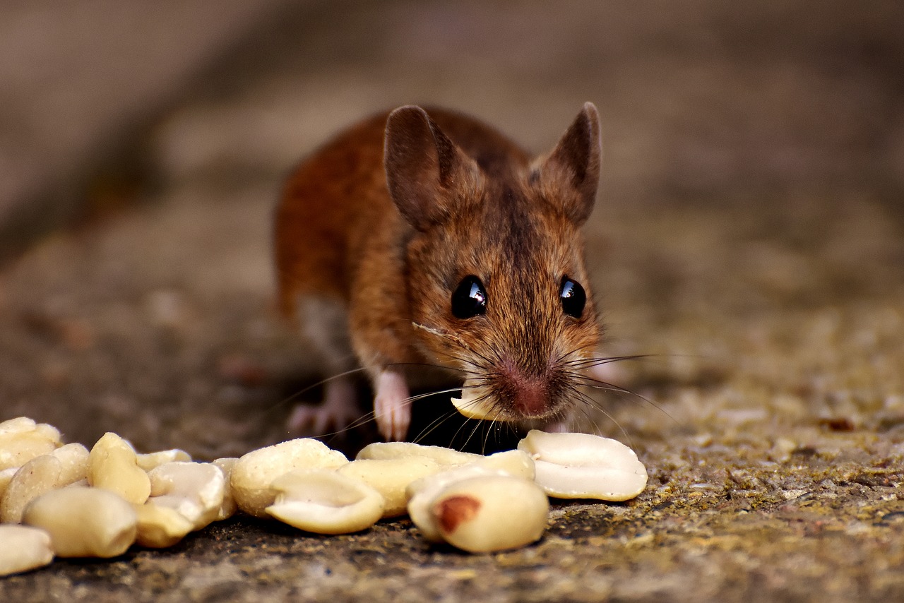 wood mouse nager cute free photo