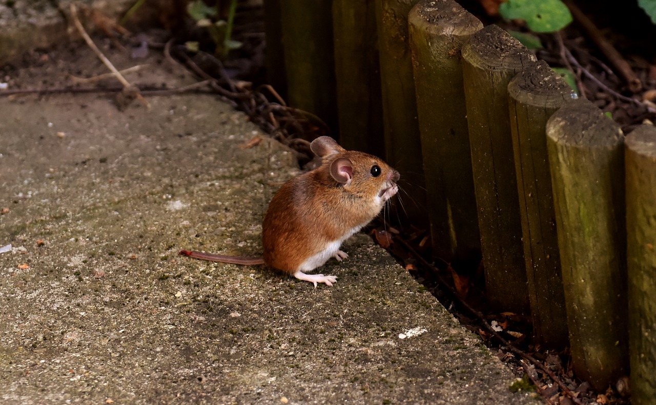 wood mouse rodent nager free photo