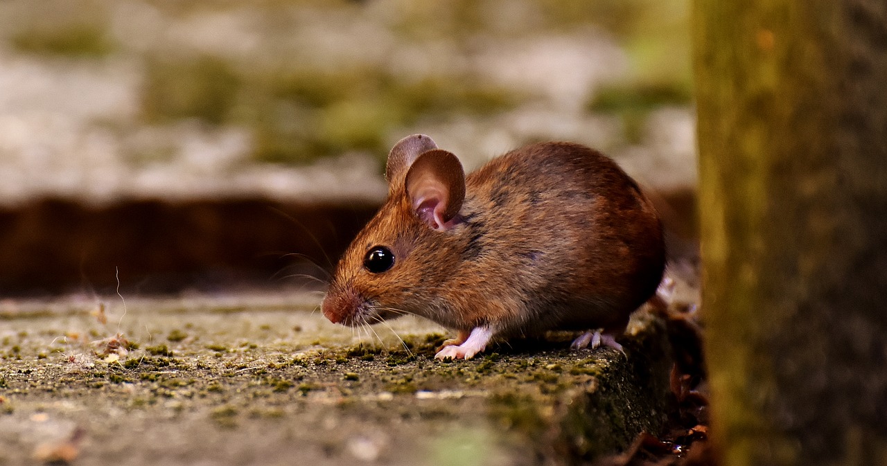 wood mouse rodent nager free photo