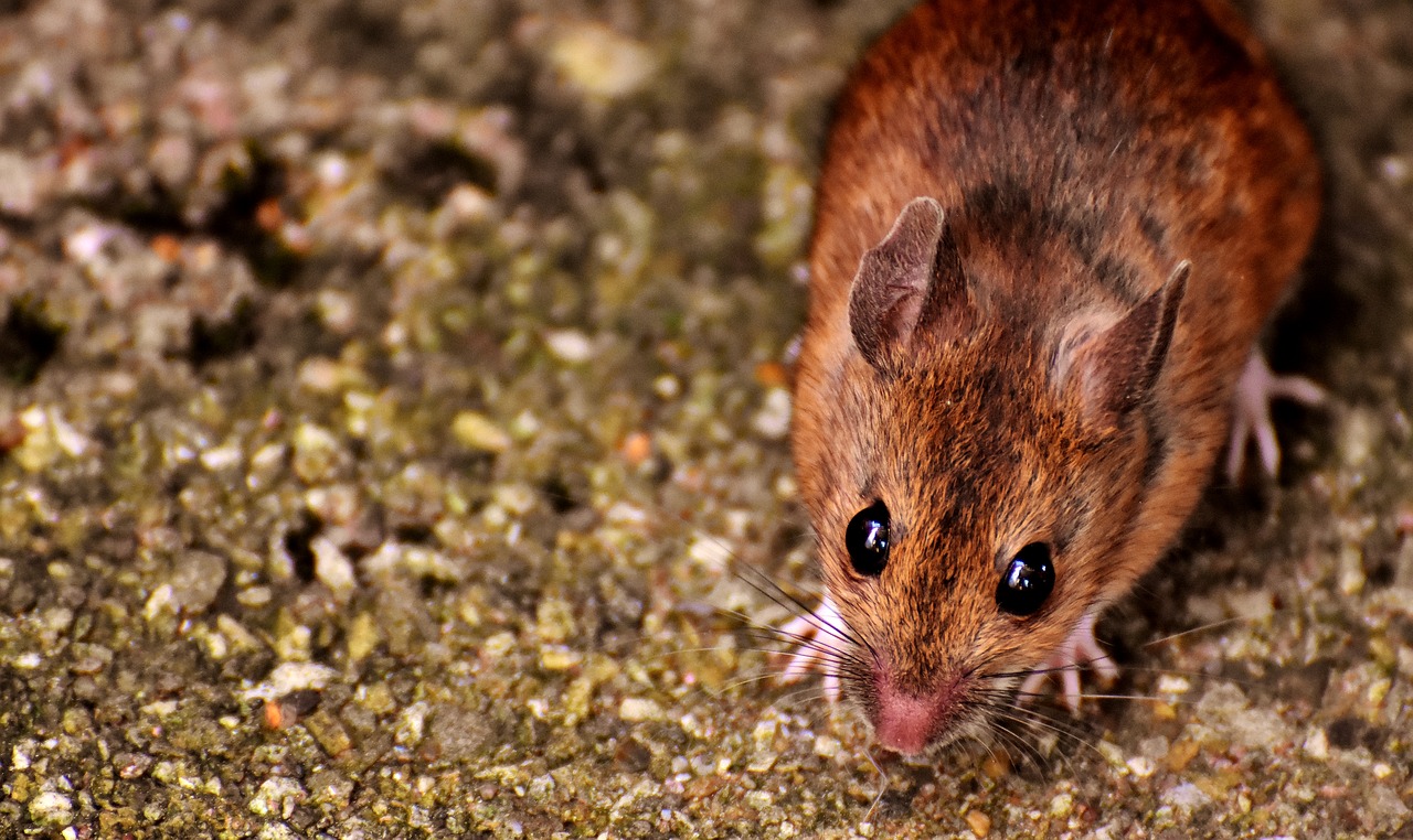 wood mouse nager cute free photo