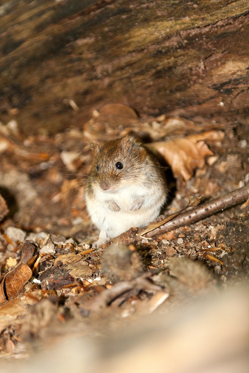 wood mouse mouse nature free photo