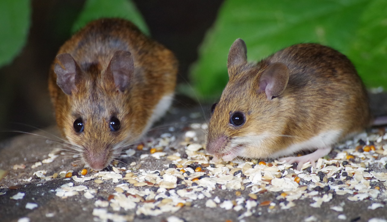 wood mouse  food  cute free photo