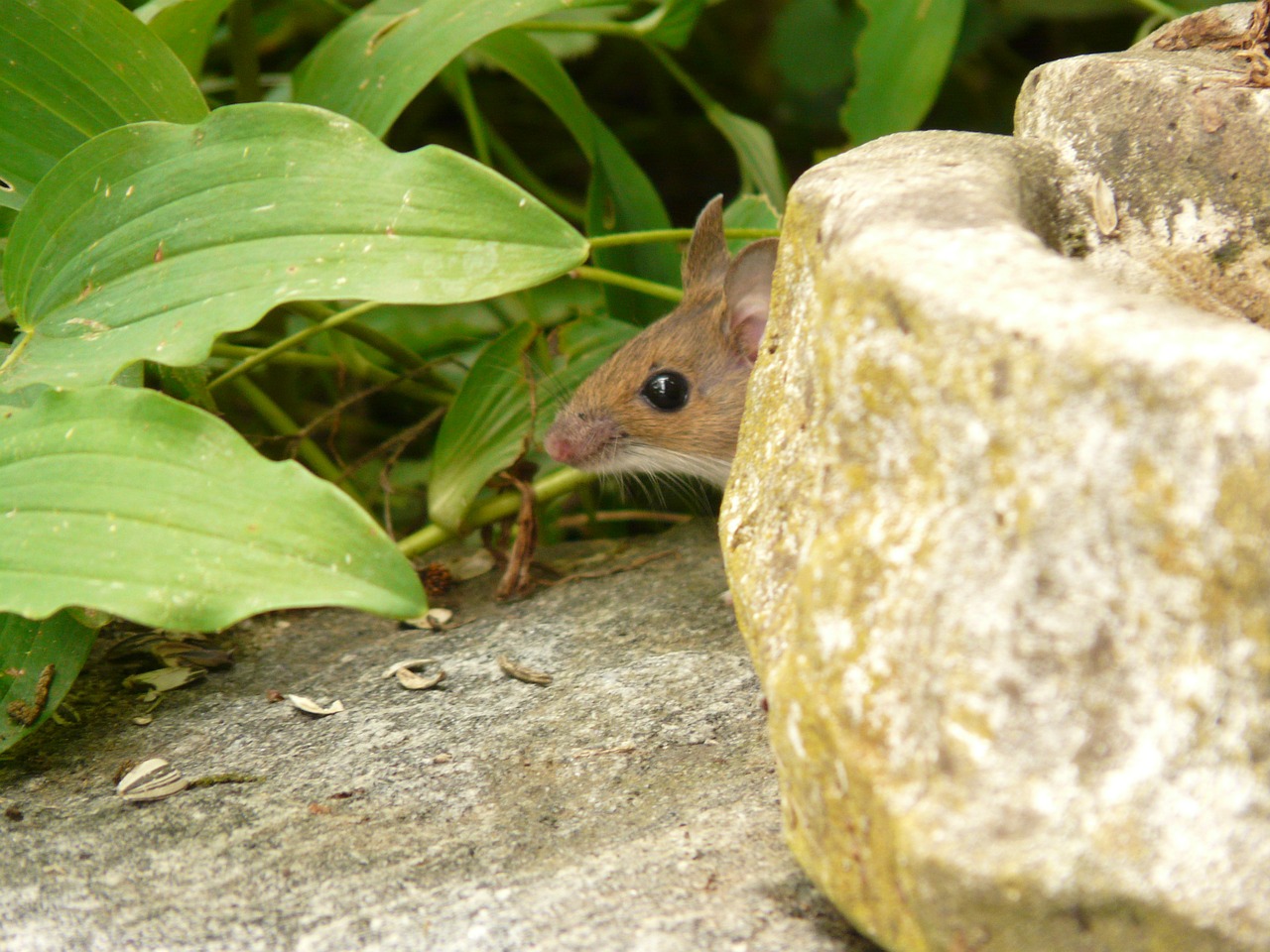 wood mouse apodemus sylvaticus mammal free photo