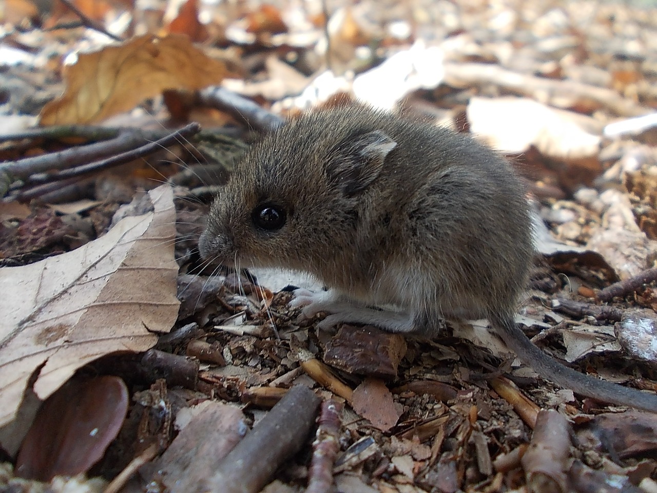 wood mouse mouse rodent free photo