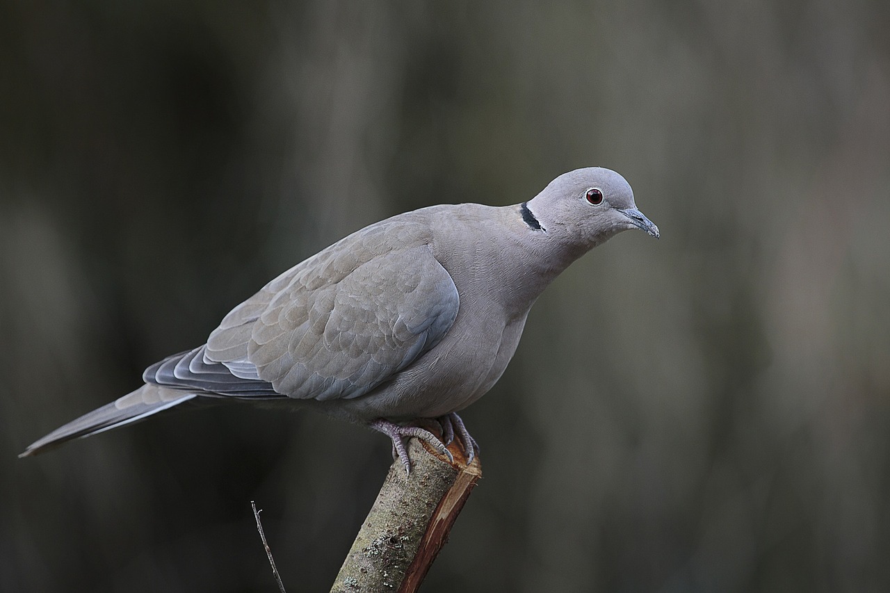 wood pigeon birds bird free photo